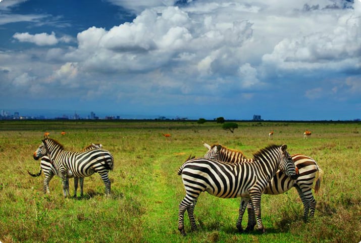Nairobi nasjonalpark