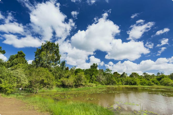 Lily Lake dans la réserve forestière de Karura