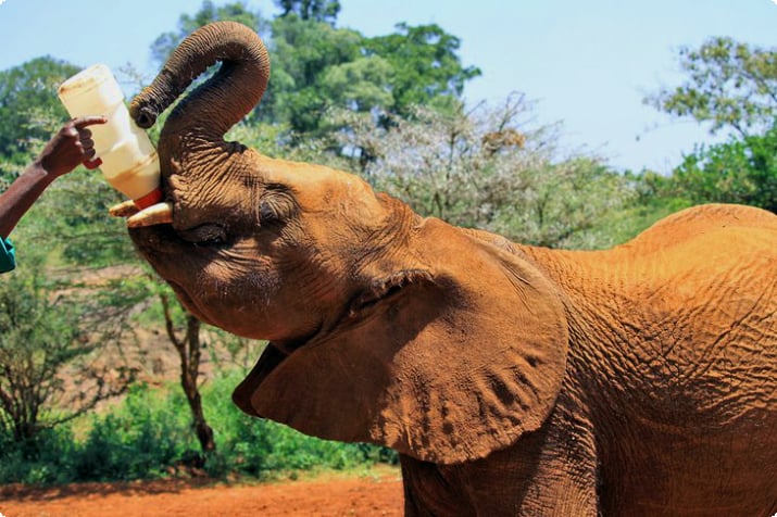 Слона кормят в Фонде дикой природы Дэвида Шелдрика