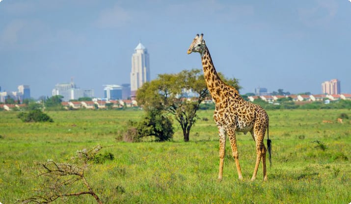 Жираф в национальном парке Найроби