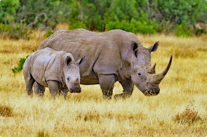 Носороги в заповеднике Ол Пейета