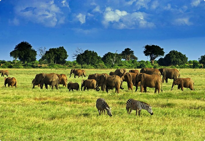 Tsavo Ulusal Parkı