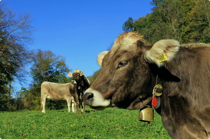 Lihtenştayn'da güneşli bir günde çanlı inekler