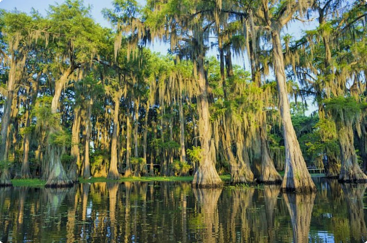 Луизианские болота