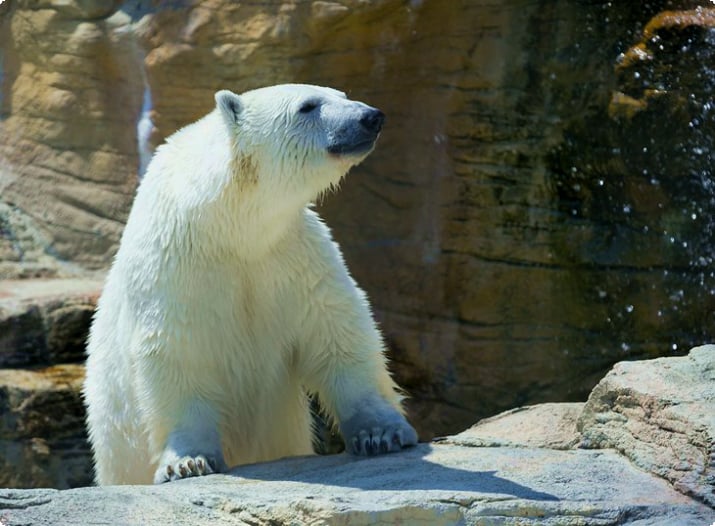 Белый медведь в зоопарке Ассинибойн
