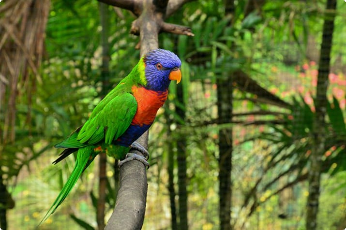 Зоопарк Мартиники