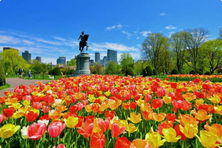 Цветущие тюльпаны в общественном саду Бостона