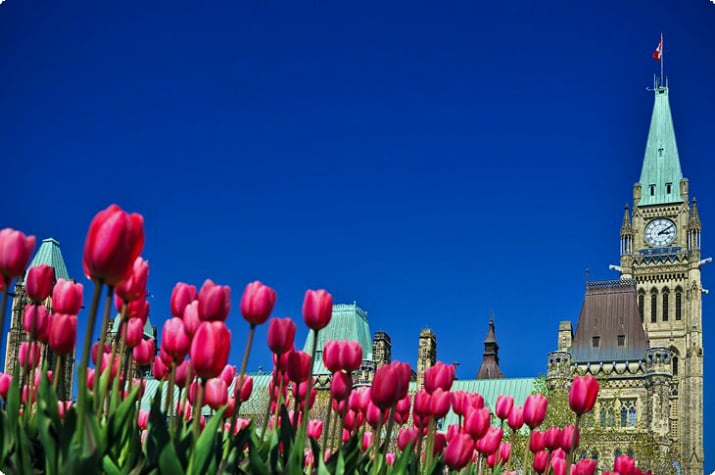 Canadian Tulip Festival and the Parliament Buildings