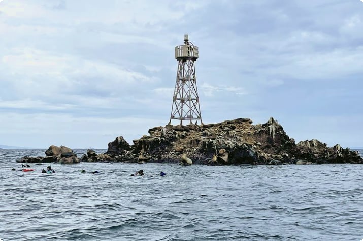 Schnorcheln mit Seelöwen bei Lobera San Rafaelito