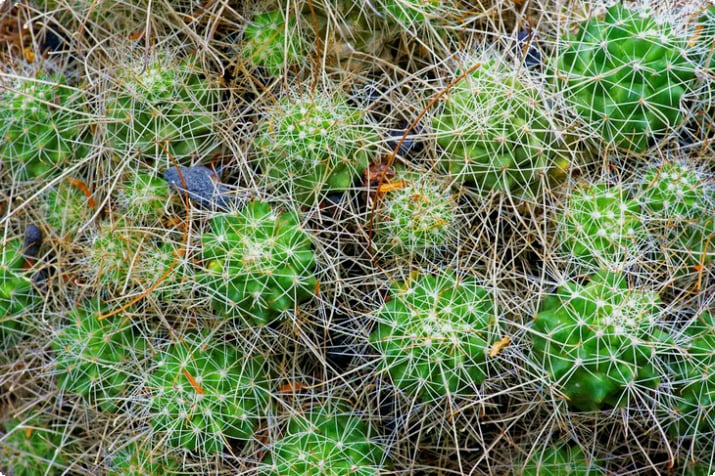 Kaktus endemisch auf Insel Cedros