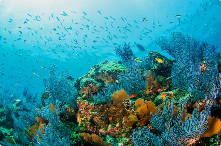 Богатая морская жизнь в Национальном морском парке Кабо-Пульмо