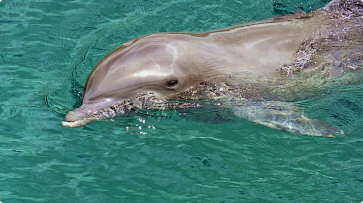 Delfinerlebnis