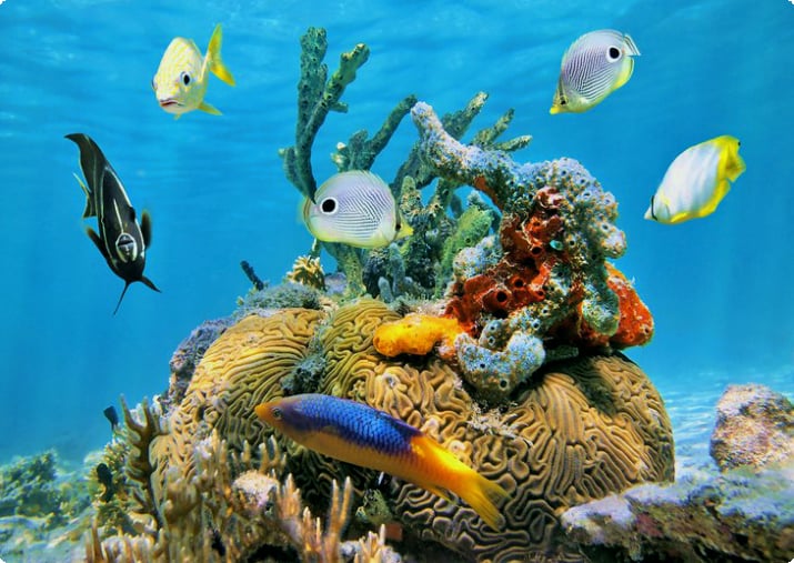 Тропические рыбы и кораллы у берегов Канкуна
