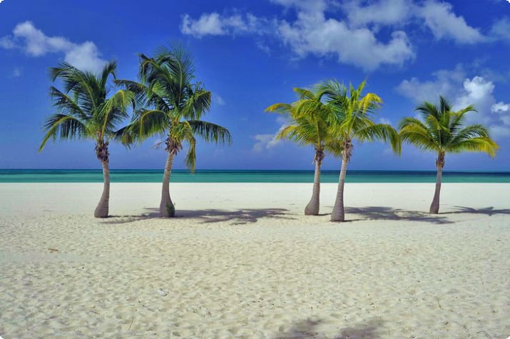 Palmetrær på Passion Island