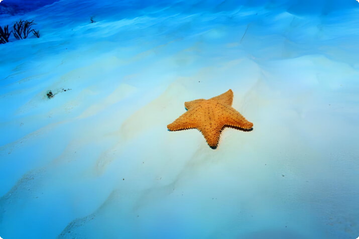 Морская звезда у Плайя-Эль-Сьело