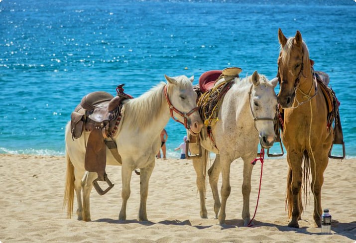 Pferde am Strand in Mexiko