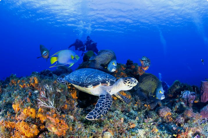 Cozumel'de Kaplumbağa ve melek balığı