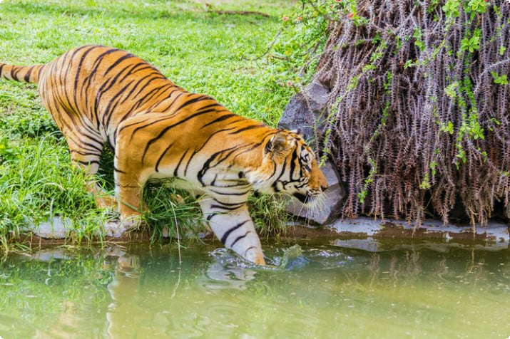 Tiger im Zoo von Guadalajara