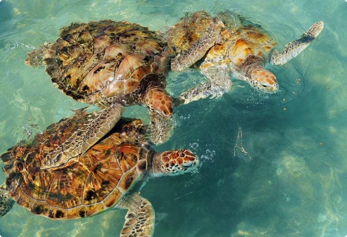 Meeresschildkröten auf der Schildkrötenfarm auf Isla Mujeres