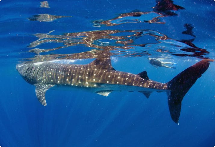 Un apneista nuota con uno squalo balena al largo di Isla Mujeres