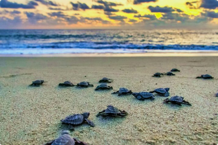 Baby-Meeresschildkröten kehren in Puerto Escondido ins Meer zurück