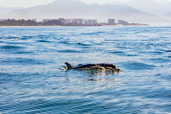 Дельфины плывут у Пуэрто-Валларта