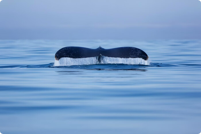 Хвост горбатого кита в заливе Бандерас