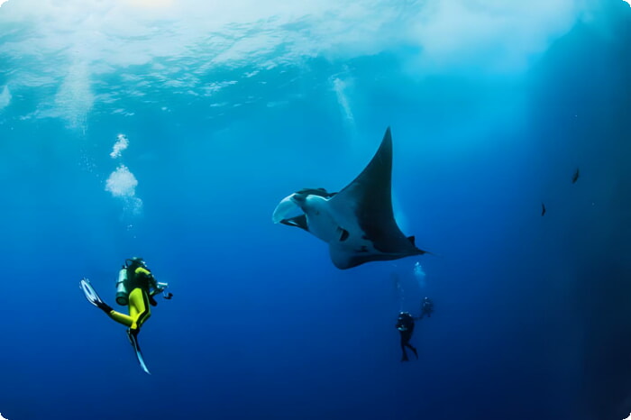 Divers enjoying an encounter with a manta ray in Mexico