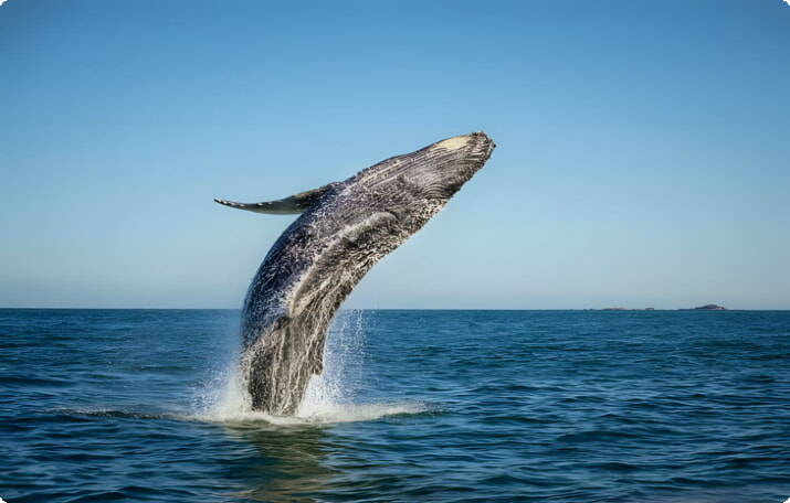 Прорыв горбатых китов