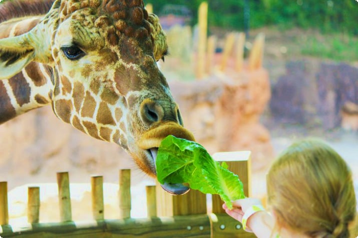 Giraffe füttern