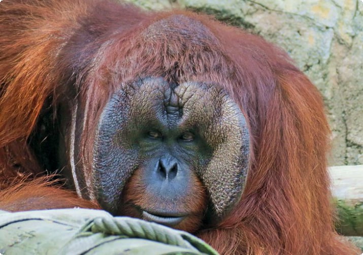 Orangutang ved Jackson Zoological Park