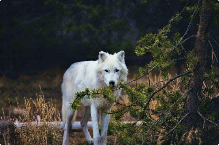 Szary wilk w Centrum odkrywania grizzly i wilków