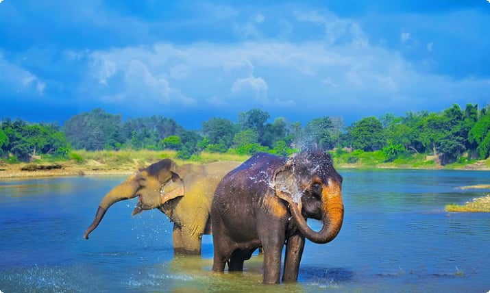 Слоны в национальном парке Читван