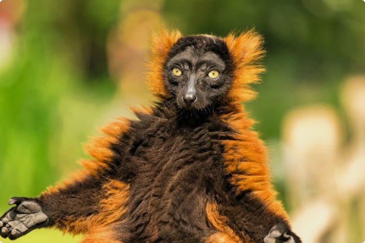 Red ruffed lemur no ARTIS Amsterdam Royal Zoo