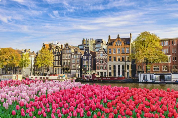 Усаженный тюльпанами канал в Амстердаме