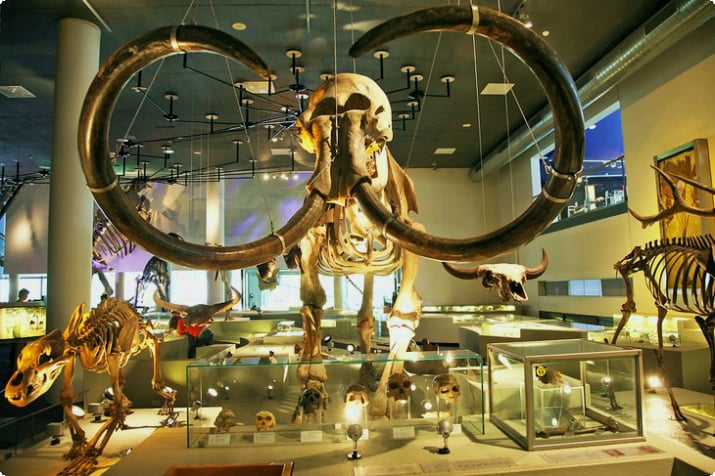 Музей биоразнообразия Naturalis