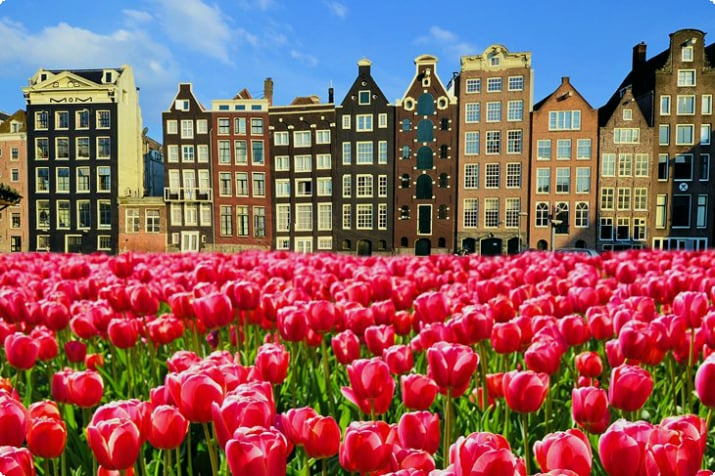 Tulipanes y casas junto al canal en Ámsterdam