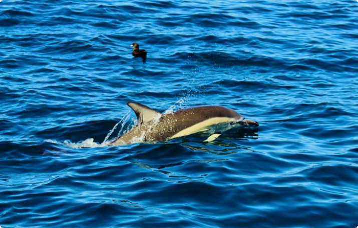 Дельфин у Окленда