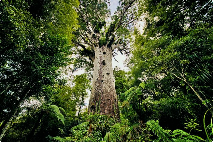 Гигантские деревья каури в лесу Вайпоуа