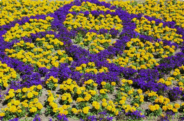 Exibição de flores no Jardim Botânico de Dunedin