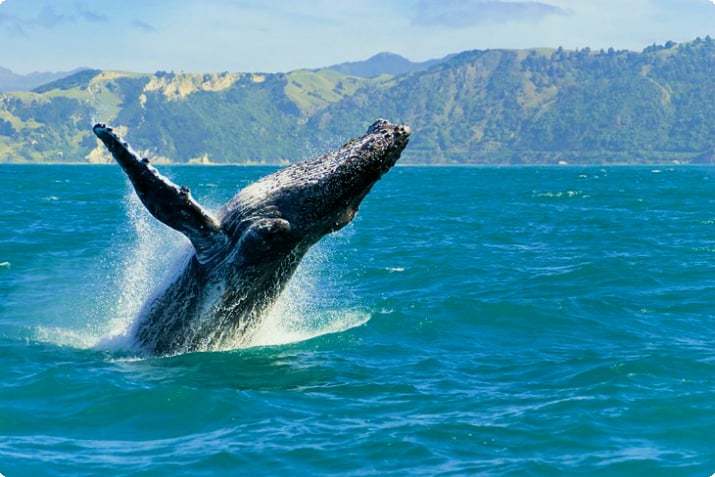 Прорыв кита в Каикоуре, Южный остров