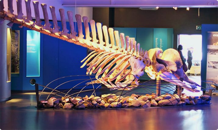 Baleone tursiope settentrionale, Museo dell'Università artica di Norvegia