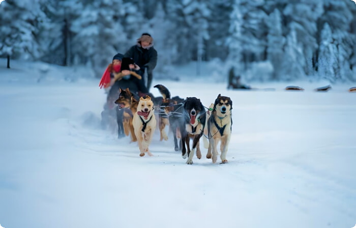 Tromsø'da bir köpek kızağını çeken Huskies