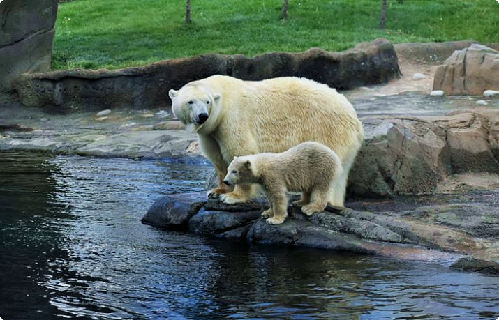 Белые медведи в зоопарке Колумбуса