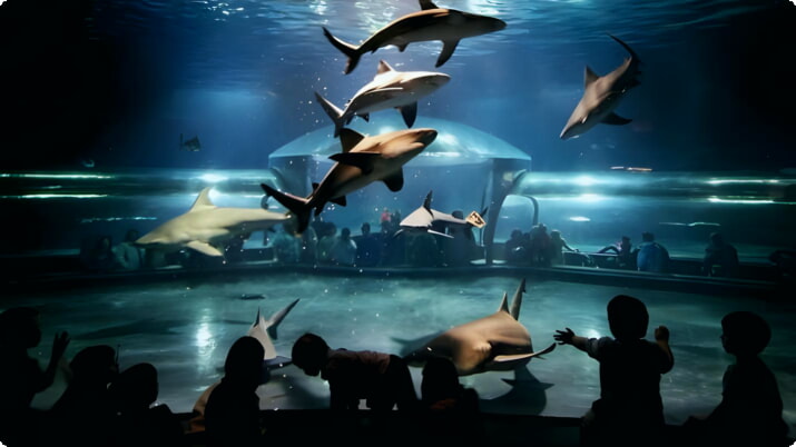 Requins boules, Aquarium de l'Oklahoma