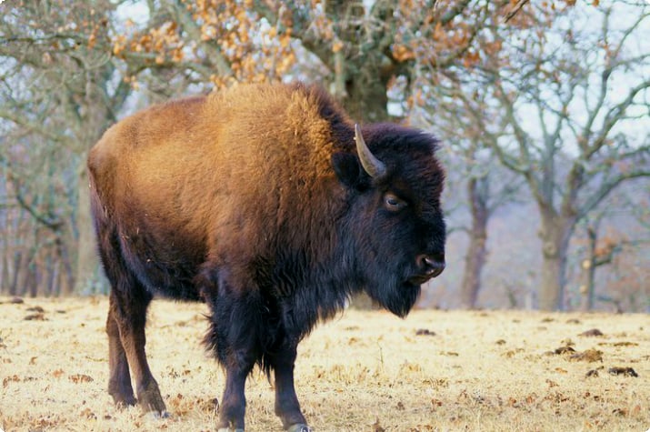 Amerikaanse bizons in het Woolaroc Museum & Wildlife Preserve