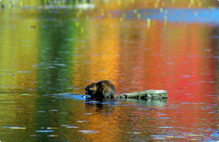 Sendero de Beaver Pond