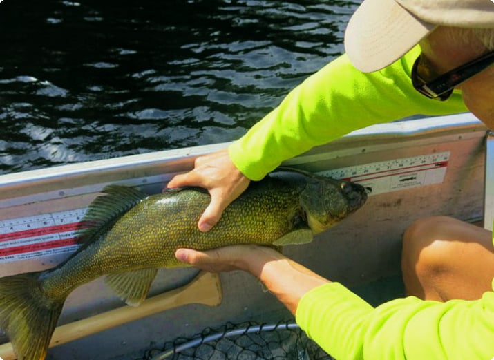 Michael Law com um walleye no French River