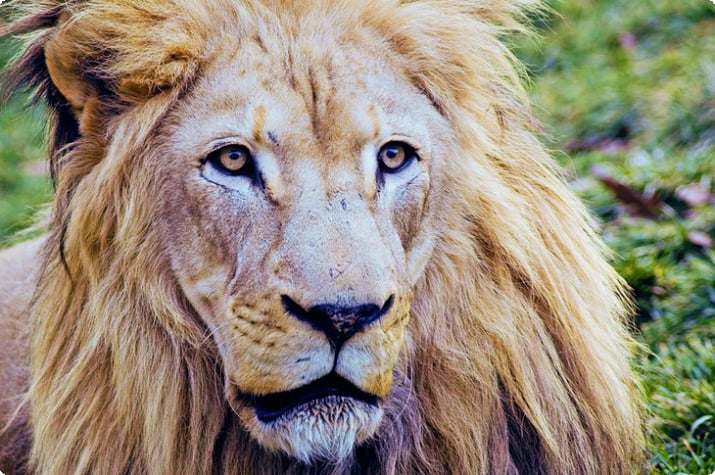 Leijona Philadelphian eläintarhassa