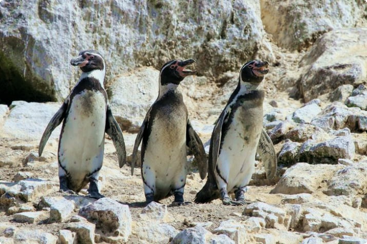 Pingwiny na wyspach Ballestas